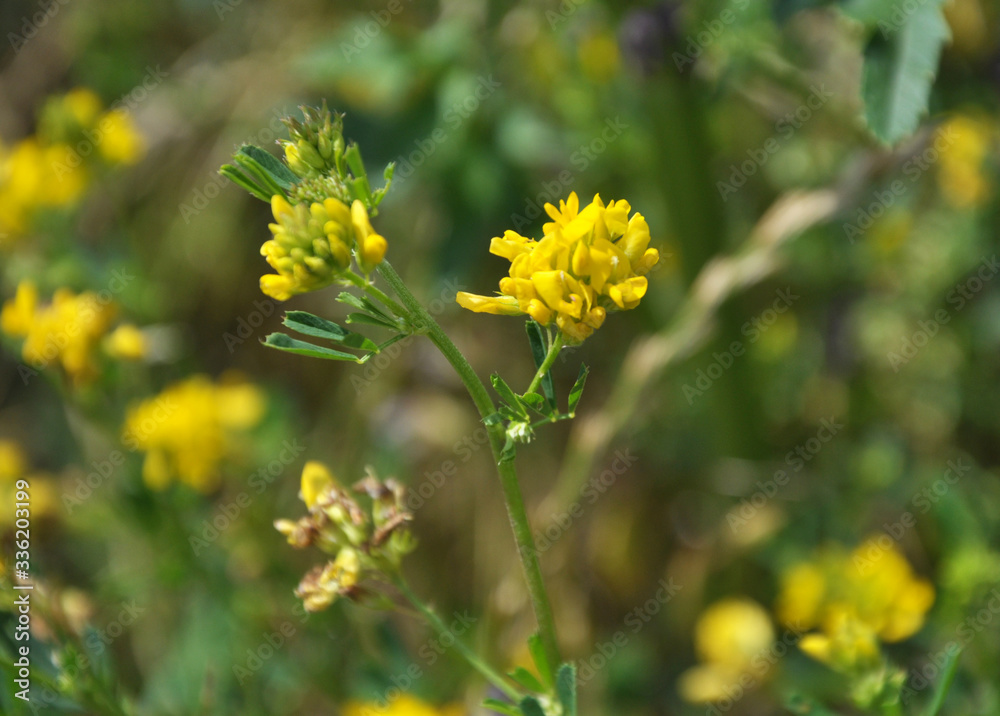 Blossoms of alfalfa sickle (Medicago falcata) Blossoms of alfalfa sickle (Medicago falcata)