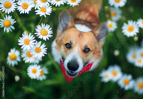 portrait cute red Corgi puppy a dog with a smile sits on a spring green meadow and looks out from behind white daisies