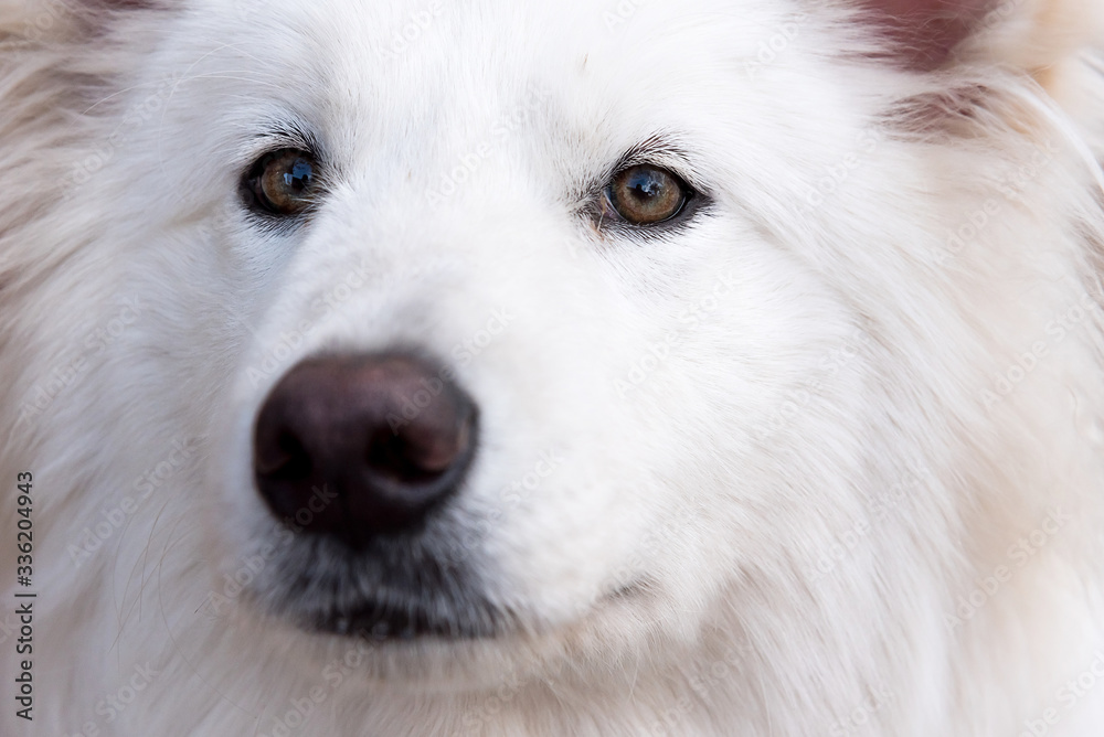 Swiss Shepherd Dog Swiss Shepherd Dog