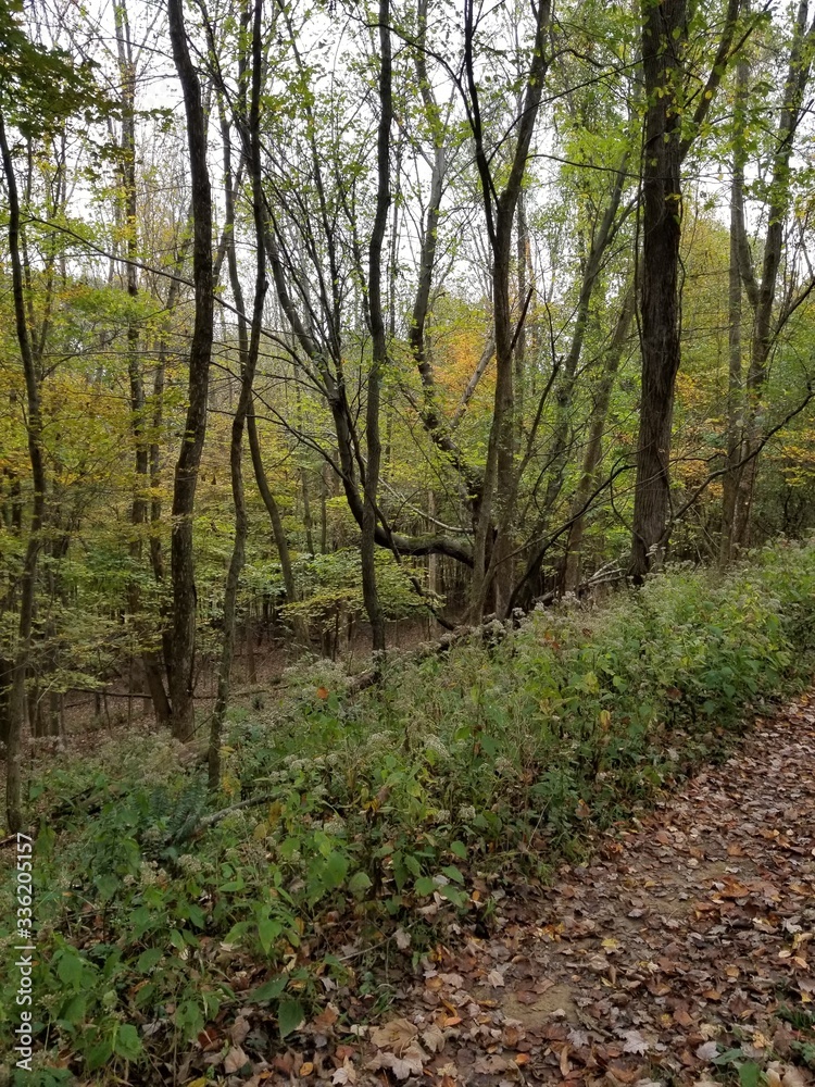 Fototapeta premium path in the woods