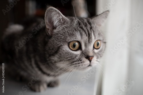 portrait of a cat