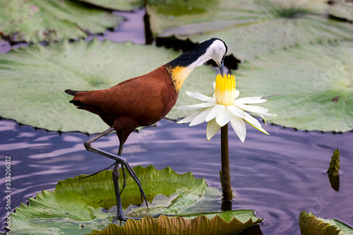 African Jacana walk on a lily pad looking for food in a flower photo