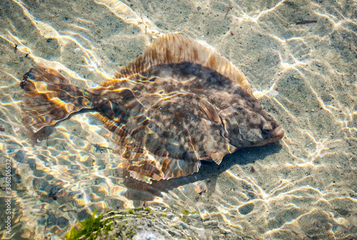 Photo Flunder fish in the shallow water