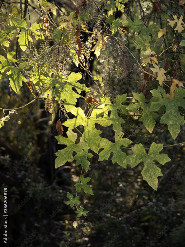 Leaf lit by the sun in the forest Leaf lit by the sun in the forest
