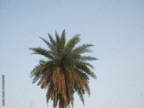 palm tree in the wind