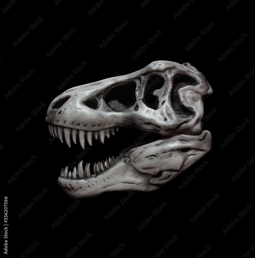 Dinosaur skull isolated on black background