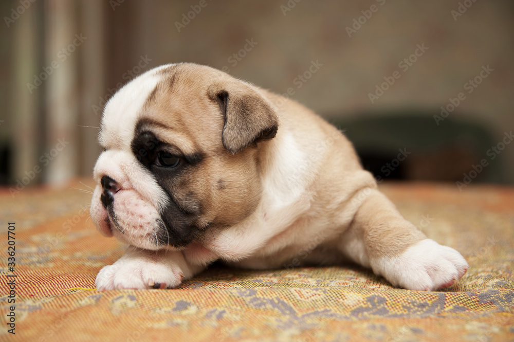 Fototapeta premium Cute small american bulldog puppie