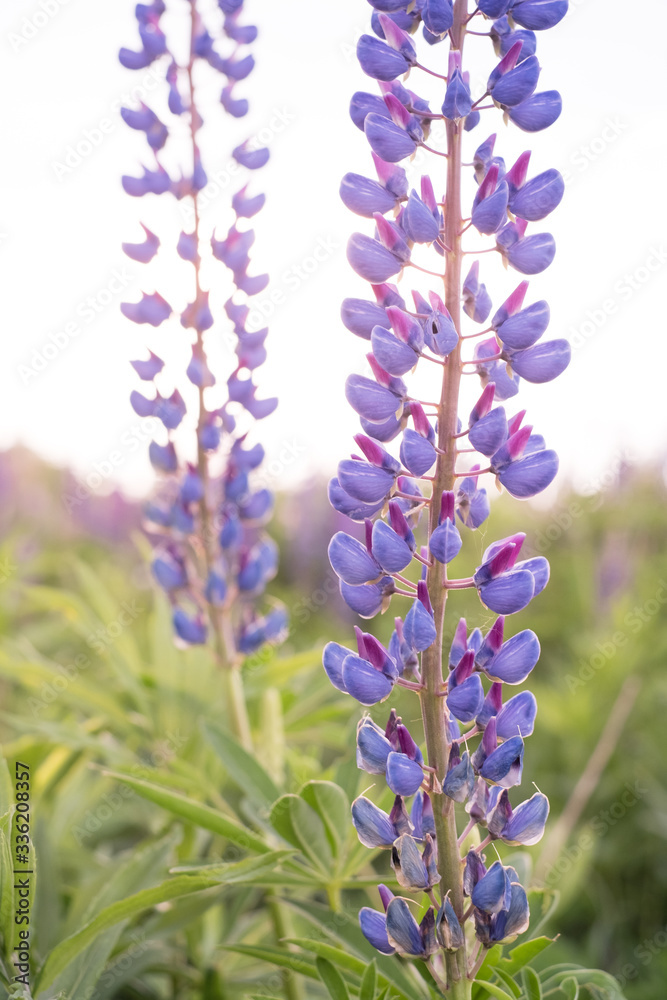 Lupine field with pink purple and blue flowers closeup Lupine field with pink purple and blue flowers closeup