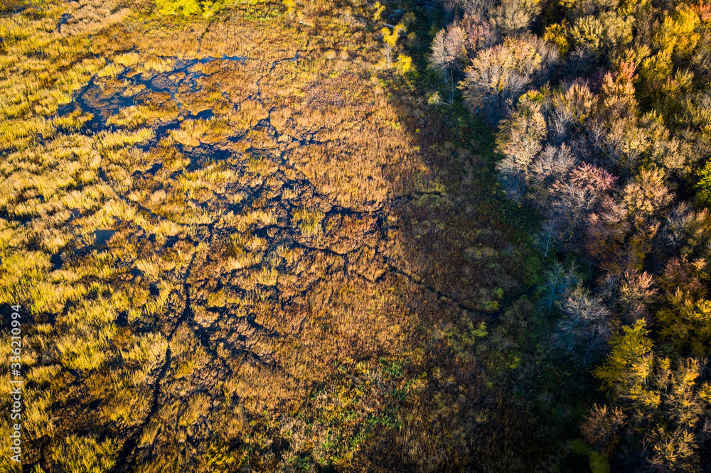 Aerial view of beautiful autumn colors forest and marsh.