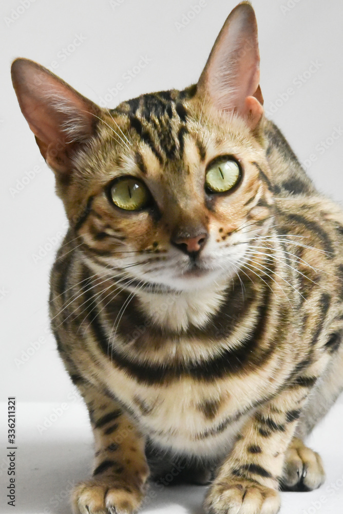 A beautiful Bengal cat sniffs colored threads. Concept. Choosing something.