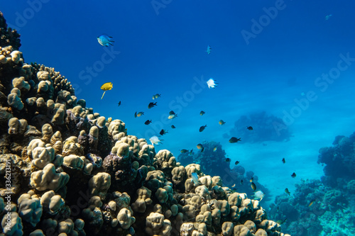 Tropical Fish In a Coral Reef In Red Sea, Egypt. Blue Turquoise Ocean Water, Hard Corals And Rock In The Depths, Underwater Diversity.