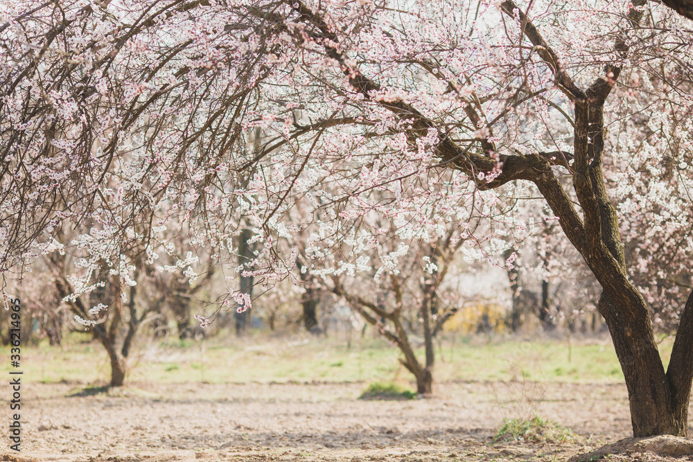Blooming pink apricot flowers on tree branch Blooming pink apricot flowers on tree branch