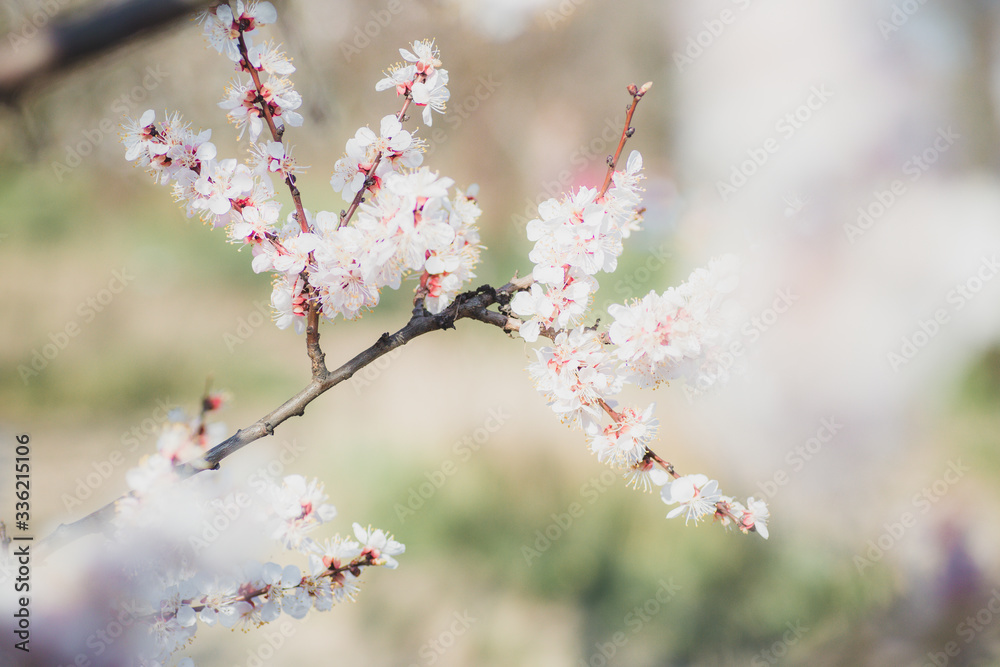 Blooming pink apricot flowers on tree branch Blooming pink apricot flowers on tree branch