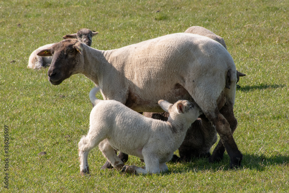 Lamm beim trinken von Milch