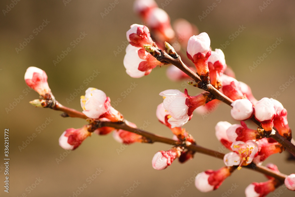 Blooming pink apricot flowers on tree branch Blooming pink apricot flowers on tree branch