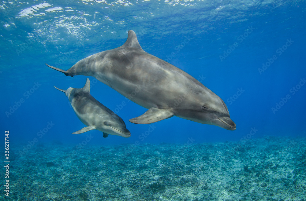 Fototapeta premium dolphins swimming