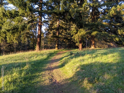 Curved path disappearing into wooded background at sunset, with highly pronounced shadows falling on the grassy area in the foreground © Keith