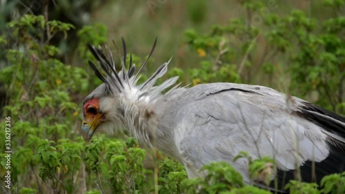 A secretary bird hunts in the tall grass of the Masai Mara