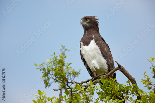 Black-chested snake eagle photo