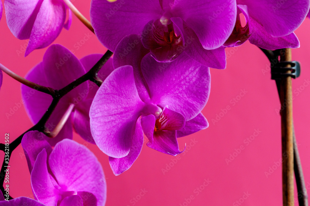 Fototapeta premium Orchid flower branch on bright pink background close up