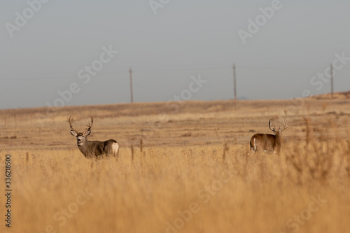 Mule and Whitetial Buck in a Field During the Fall Rut photo