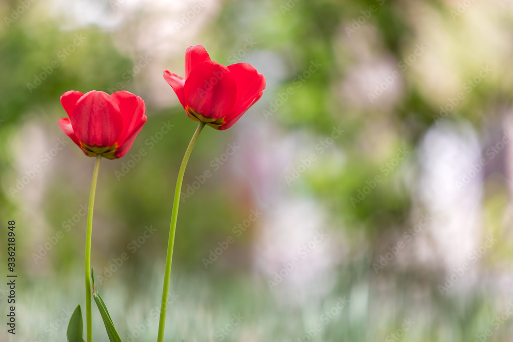 Closeup of red tulip flowers blooming in spring garden outdoors.
