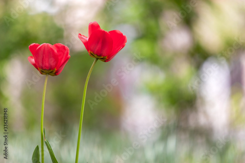 Closeup of red tulip flowers blooming in spring garden outdoors. © bilanol