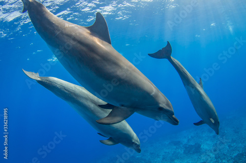 dolphin in the sea © Tropicalens
