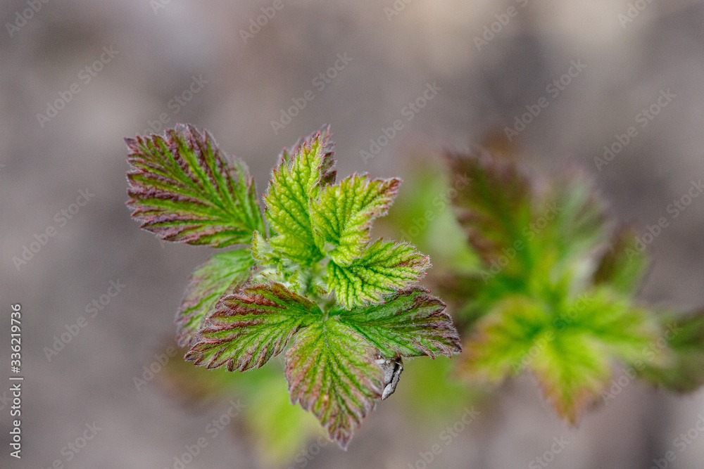 Young twig of raspberry bush in a spring Young twig of raspberry bush in a spring