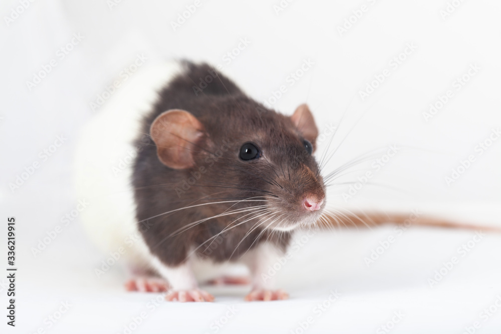 Beautiful decorative rat turned sideways closeup. Isolated on a white background. Beautiful decorative rat turned sideways closeup. Isolated on a white background.