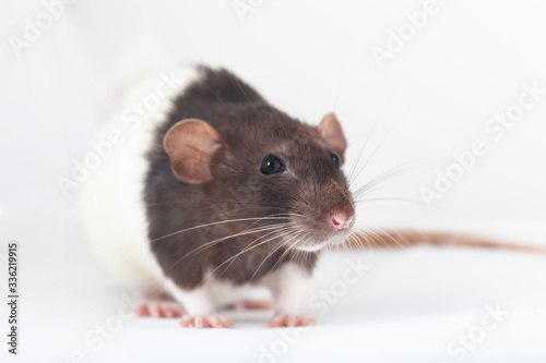 Beautiful decorative rat turned sideways closeup. Isolated on a white background.
