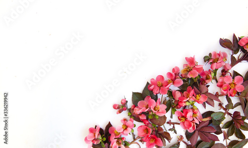 Frame with pink buds of flowers, branches and leaves isolated on a white background. layout, top view, copy space.