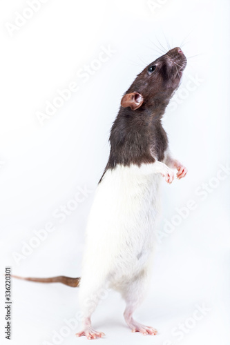 Cute black and white decorative rat standing on hind legs isolated on white background.