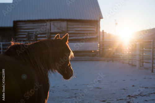 Horse in stables and barn at sunrise photo