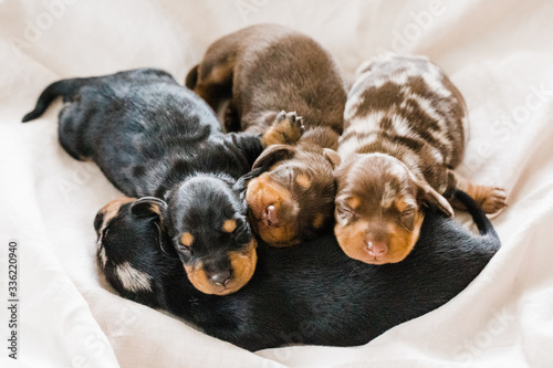 dachshund litter photo