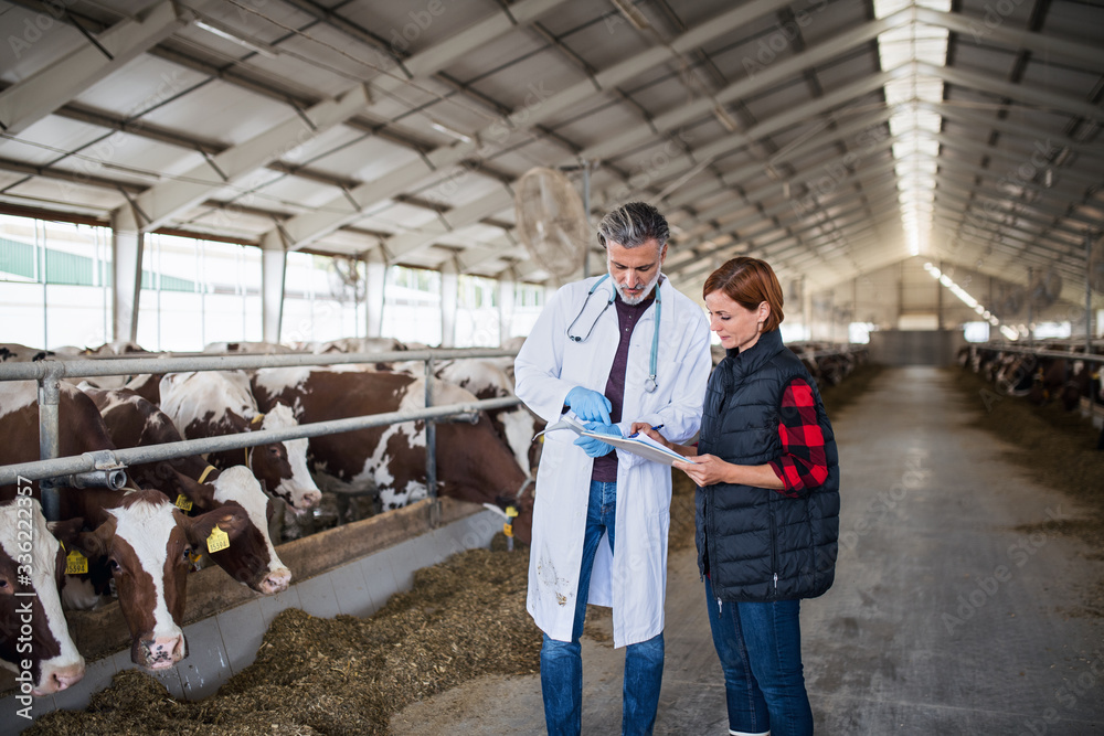 Woman manager and veterinary doctor on diary farm, agriculture industry. Woman manager and veterinary doctor on diary farm, agriculture industry.
