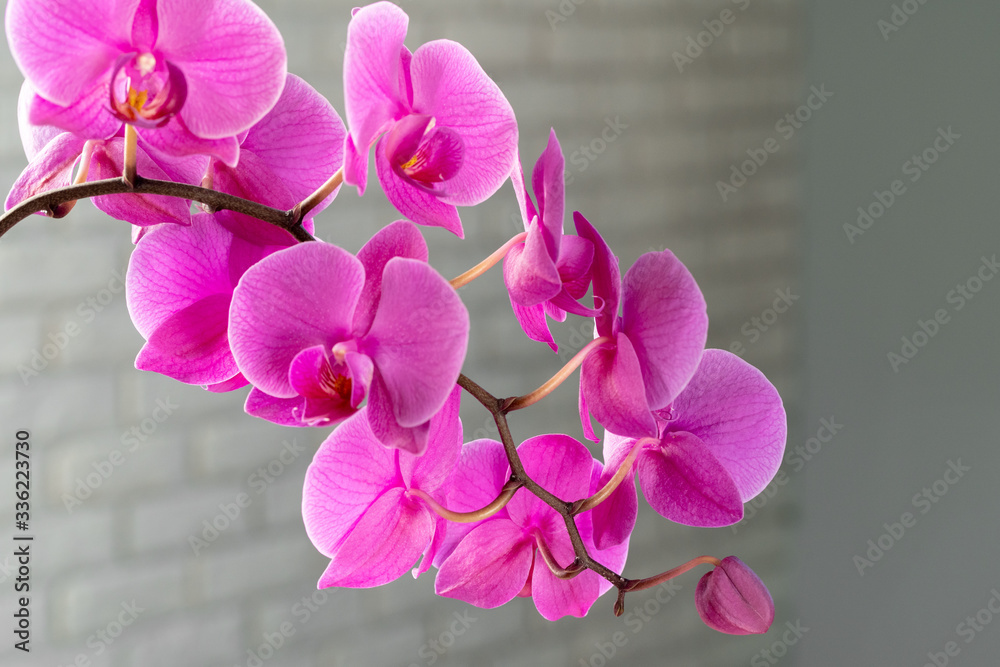 Obraz premium Beautiful purple Orchid flowers on a branch hanging in the air