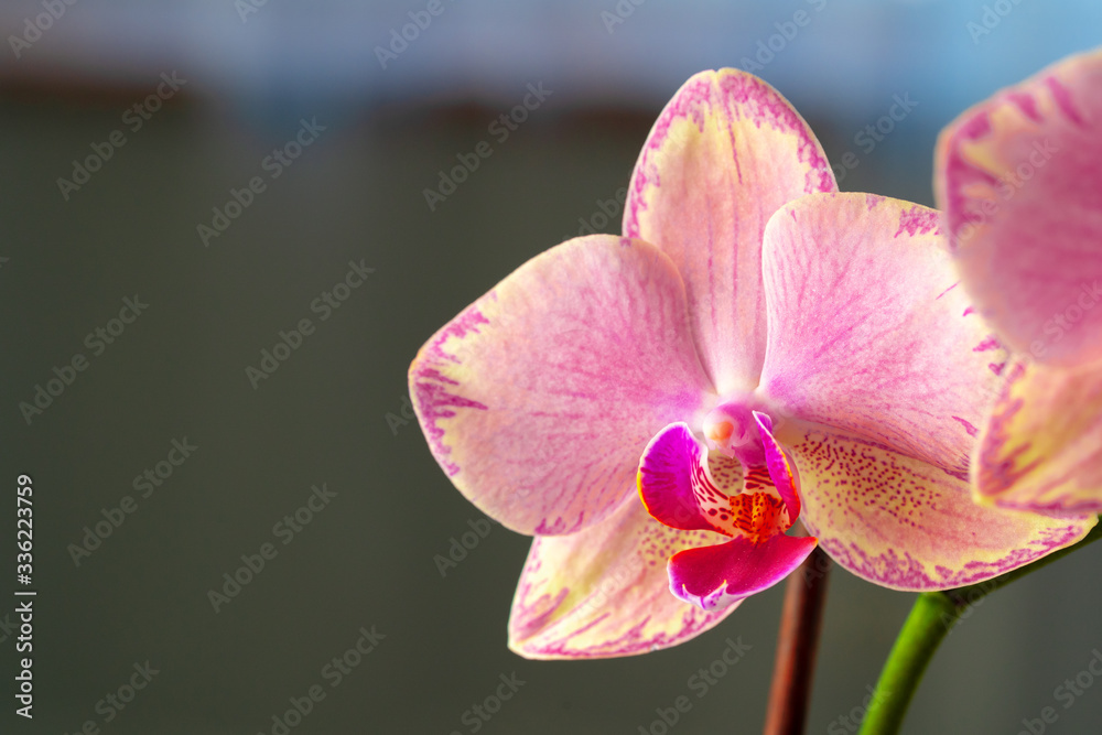 Pink and yellow pastel orchid close up on blurred background Pink and yellow pastel orchid close up on blurred background