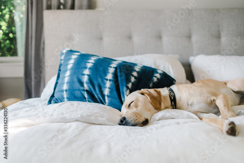 Pet dog asleep on bed