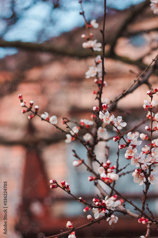 Flowering apricot tree. Branch with flowers on a background of blue sky Flowering apricot tree. Branch with flowers on a background of blue sky