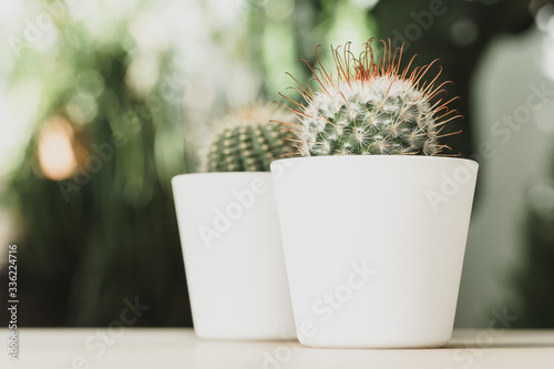 Mini cactus plant potted on blurred botanical garden background photo