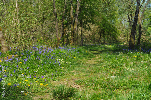 Fototapeta Naklejka Na Ścianę i Meble -  Path through Garston Woods in Spring, Sixpenny Handley, Somerset, England