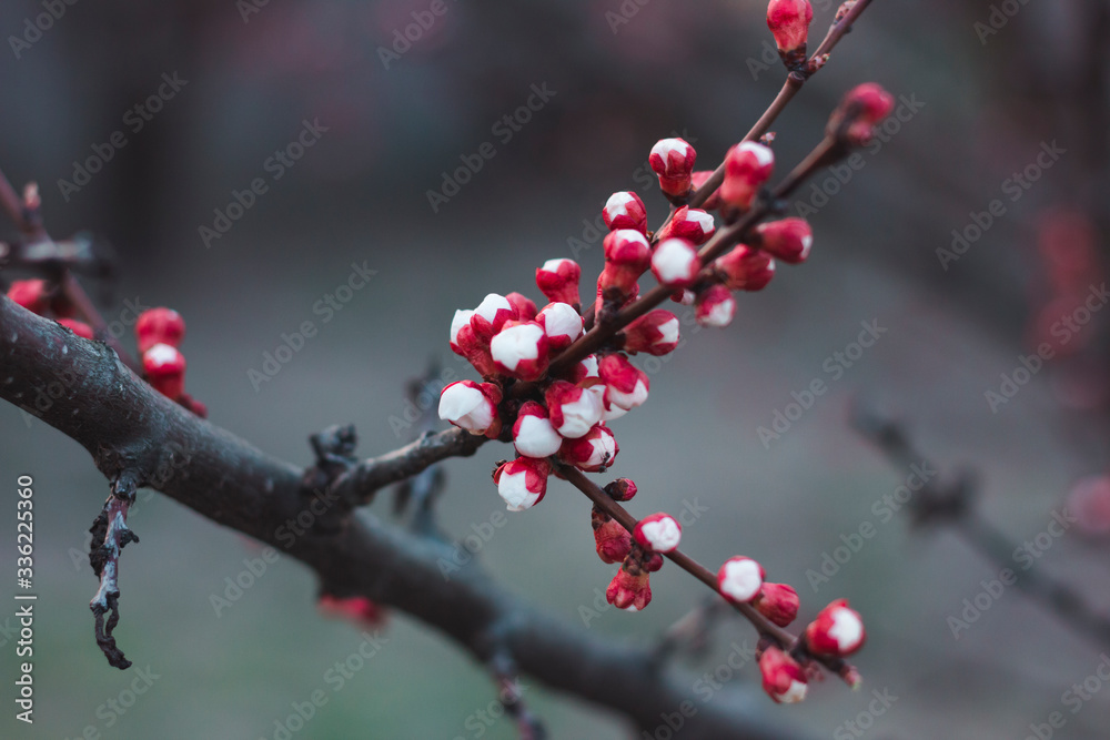 Red buds on an apricot branch Red buds on an apricot branch