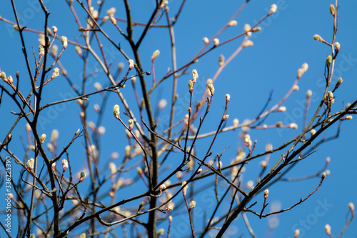Young tree buds close-up on sunny spring day blue sky background. New leaves growing on branches. Positive life time