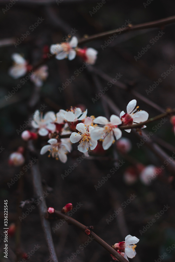 Flowering apricot tree. Branch with white flowers on a dark background Flowering apricot tree. Branch with white flowers on a dark background