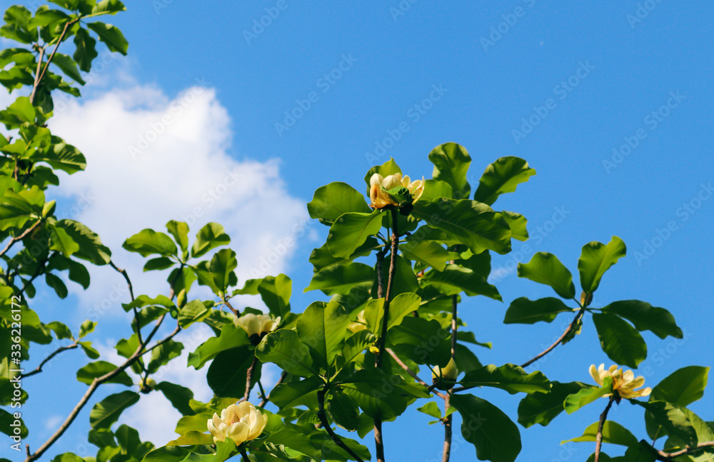 Magnolia tree blooming in spring time on sky background. Vibrant yellow magnolia flowers