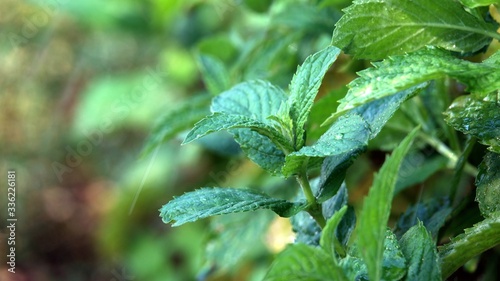 sprinkle a leaf of mint with water and it moves