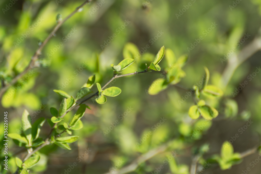 Young spring vibrant green leaves in bushes macro with blurred background. Sunny growth time natural fresh close-up Young spring vibrant green leaves in bushes macro with blurred background. Sunny growth time natural fresh close-up