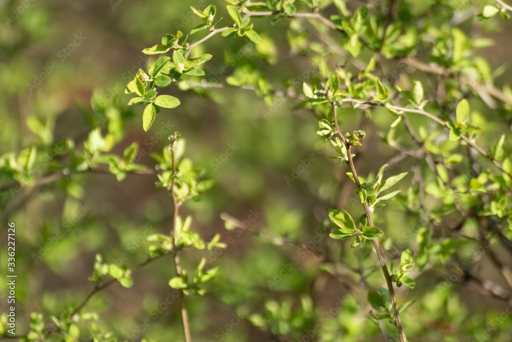 Young spring vibrant green leaves in bushes macro with blurred background. Sunny growth time natural fresh close-up Young spring vibrant green leaves in bushes macro with blurred background. Sunny growth time natural fresh close-up