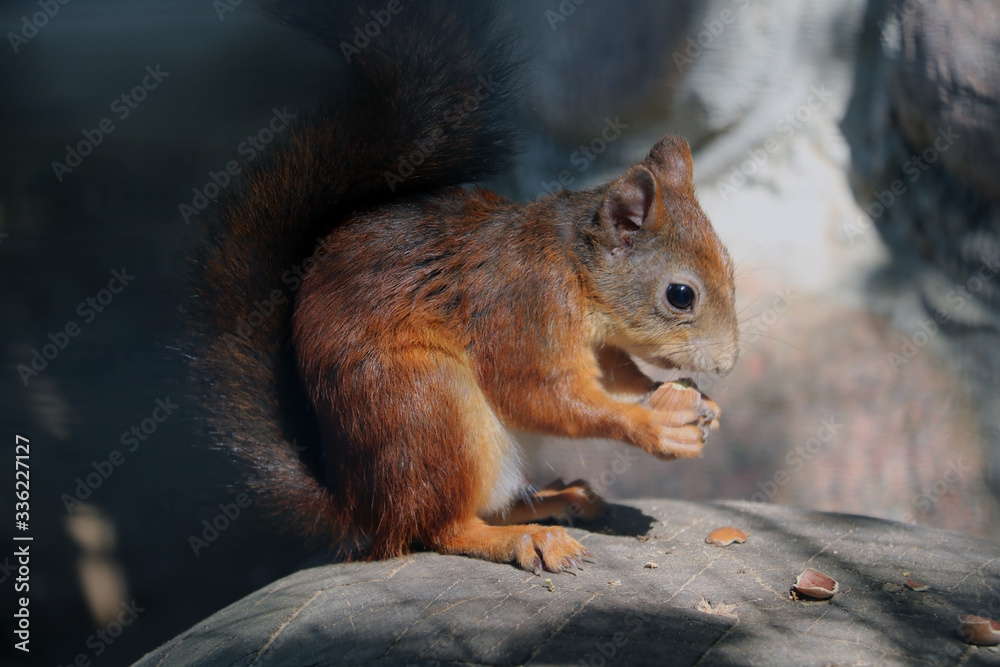A squirrel sits on a stone and eats a nut. A squirrel sits on a stone and eats a nut.